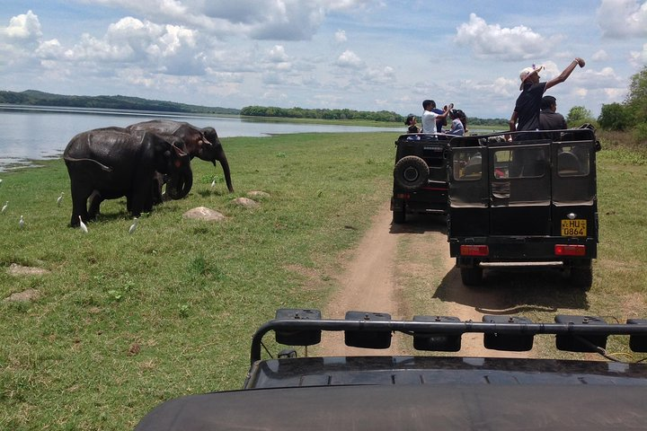 Minneriya national park safari 